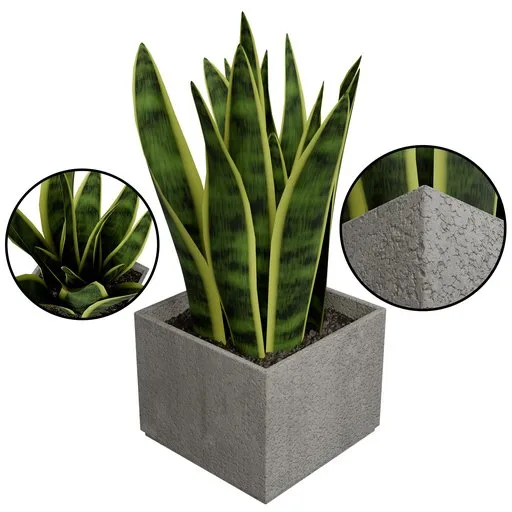SnakePlant