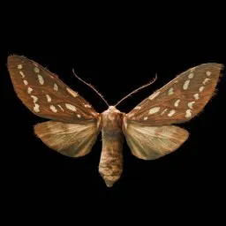 Realistic Butterfly