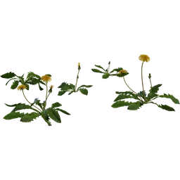 Dandelion 01