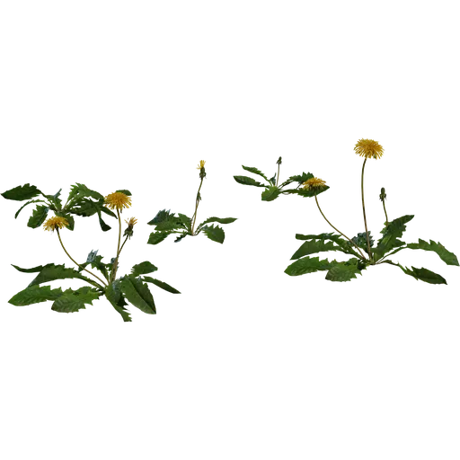 Dandelion 01