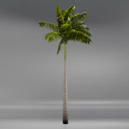 Imperial PalmTree