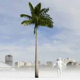 Imperial PalmTree