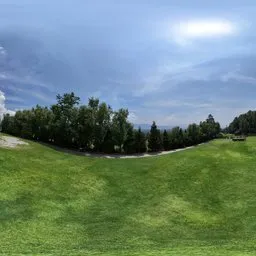 Tree forest grassland