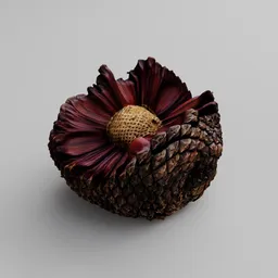 Open Araucaria Pine Cone