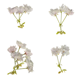 Prunus x yedoensis Flower