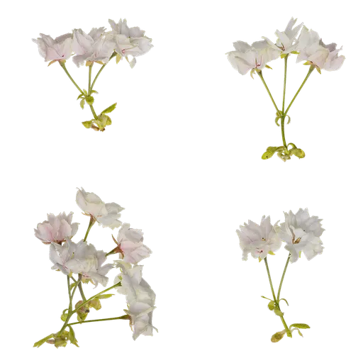 Prunus x yedoensis Flower