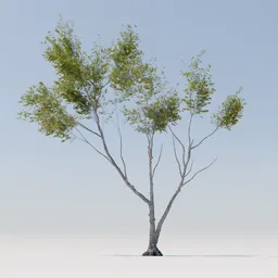 Detailed 3D model of a leafy tree with intricate branches, compatible with Blender for animation and rendering.