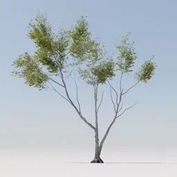 Tree 26