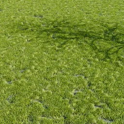 Grass