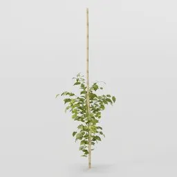 Young Tomato