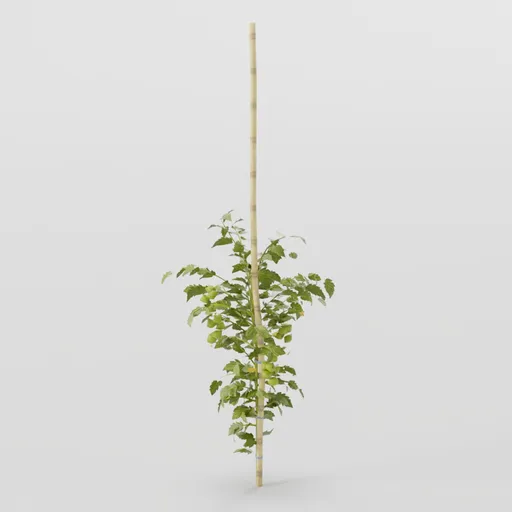 Young Tomato