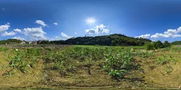 Cornfield during the day