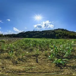 Cornfield during the day