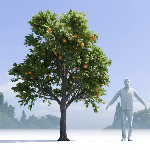 Orange Tree