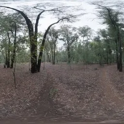 Dark Autumn Forest