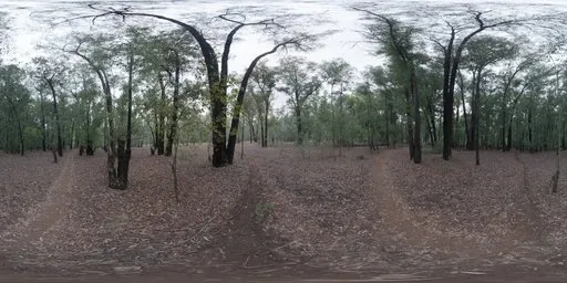 Dark Autumn Forest