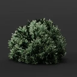 Juniper Bush Trimmed