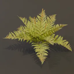 Cinnamon Fern Med Var