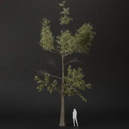 SJ-Wild Green Woodland Pine