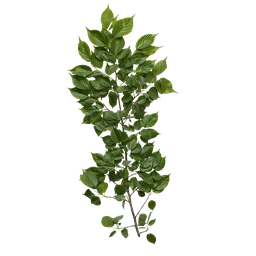 Prunus x yedoensis Atlas