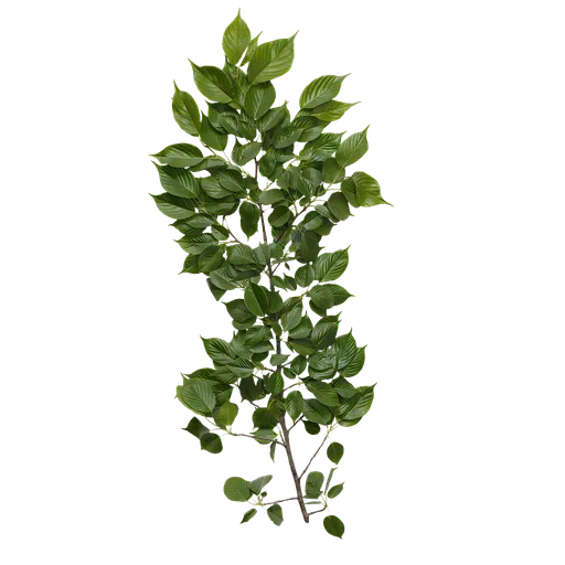 Prunus x yedoensis Atlas