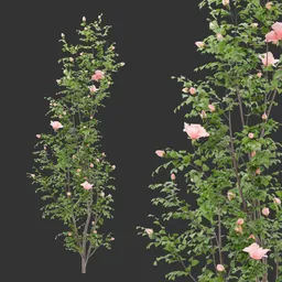 Flowering Wall Bush Plant