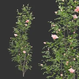 Flowering Wall Bush Plant
