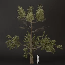 SJ-Morning Glow Pine Tree