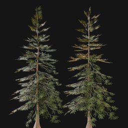 Norway Spruce Tree SML 01