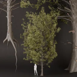 SJ-Frozen Pine Majesty