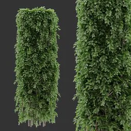 Hedge Vertical bush Plant