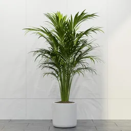 Tropical Areca Palm Planter