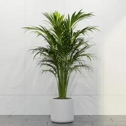 Tropical Areca Palm Planter