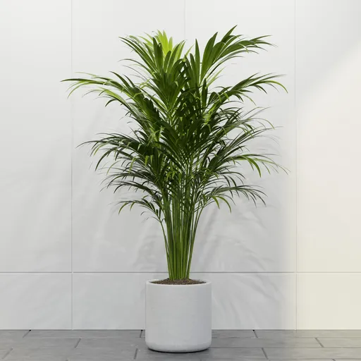 Tropical Areca Palm Planter