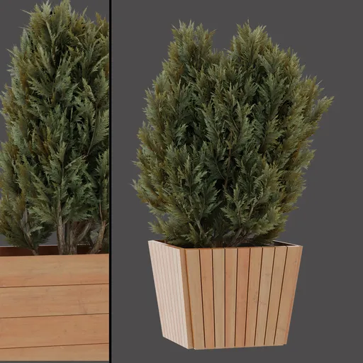 Decorative Evergreen Plant