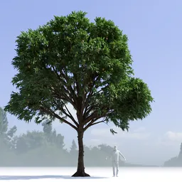 Mango Tree