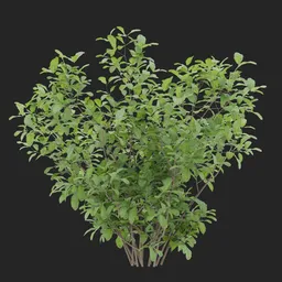 Simple Bush Plant