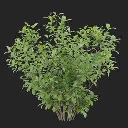 Simple Bush Plant