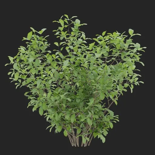 Simple Bush Plant