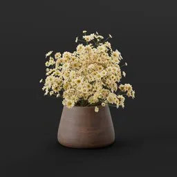 Cream Daisy