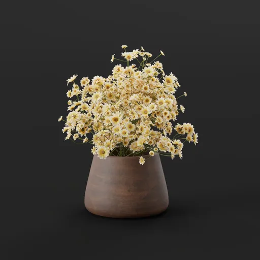 Cream Daisy