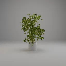 Small Tree 003