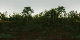 360-degree HDR forest panorama with lush foliage for immersive scene lighting.
