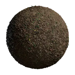 Deciduous Forest Ground