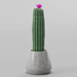 Cactus Plant