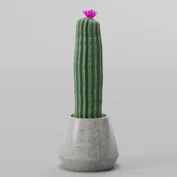 Cactus Plant