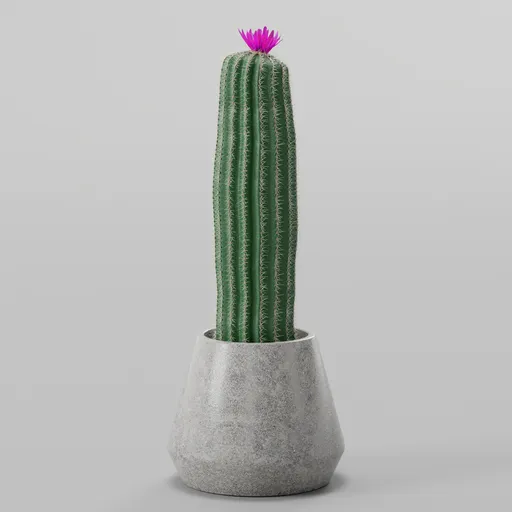 Cactus Plant