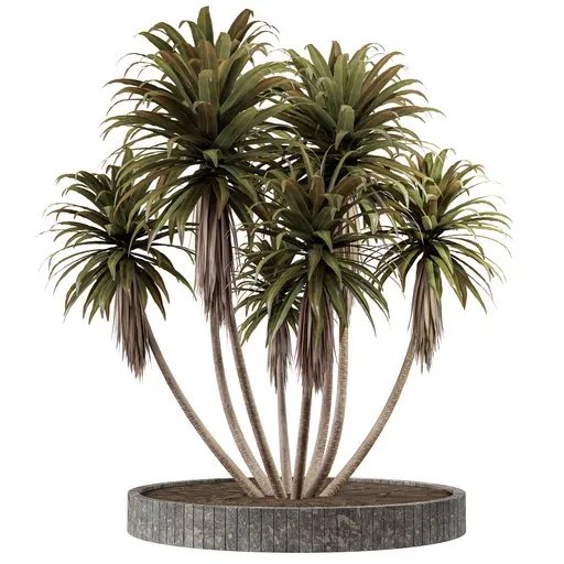 Highly detailed Blender 3D cycles render of a Cabbage Tree model in centimeters format.