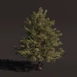 High-detail large alder tree 3D model with realistic textures, suitable for Blender rendering and environmental design.