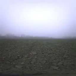 Foggy Field